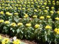 2010 05 24 jeanmarcperfetti.com 069.JPG
